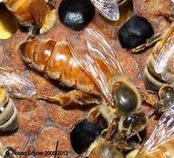 Italian Hybrid Queens