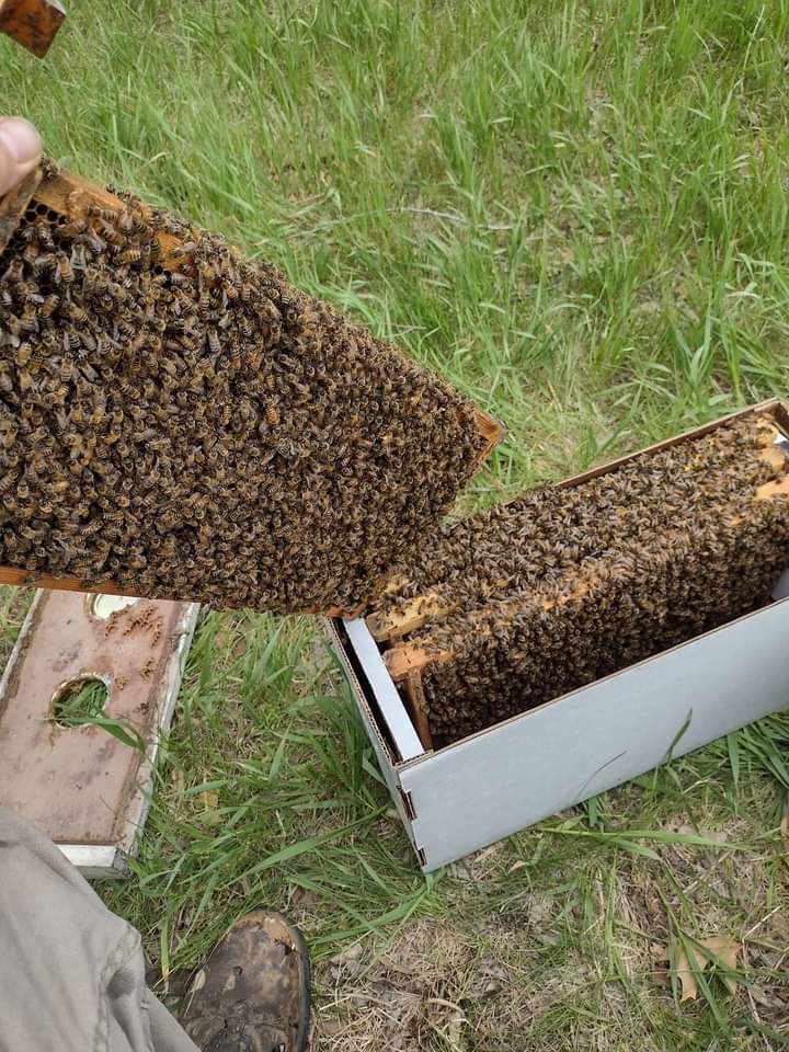 Products – Bee Bum