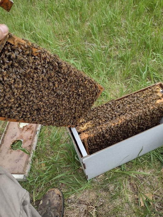 5-Frame Nucleolus Colony Deposit